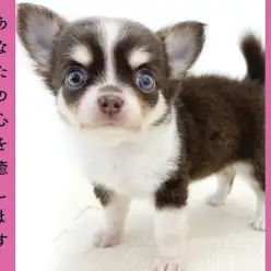 【 チワワ 】チョコタンの小さめサイズを探してる方必見！生後59日で461g!