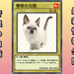 【 ラグドール 】ヌイグルミの可愛さと優雅さを持つ青眼の白猫！6/25最新情報！