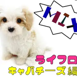 【 MIX 】ライフログ~最新情報をお届け!~マルチーズとキャバリアの男の子編~