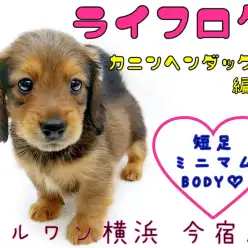 【 カニンヘンダックスフント 】ライフログ〜最新情報をお届け！短足BOY編〜