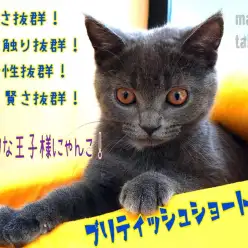 【 ブリティッシュショートヘア 】社会性抜群!誰とでも穏やかに過ごせる天才です!