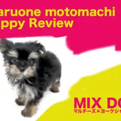 【 MIX 】マルチーズとヨーキーの両親から誕生した美しきマルキー登場！