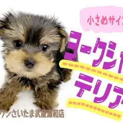 【 ヨークシャーテリア 】魅力満載!室内で飼いやすい小さめサイズの女の子!