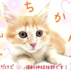 【 マンチカン 】初めてお迎えする方にもオススメ！短いあんよの甘えんぼ！