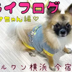 【 MIX 】ライフログVOL1〜最新情報をお届け！〜ポメラニアン×チワワ編