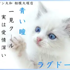 【 ラグドール 】人気のブルーポイントバイカラー！初心者でも飼いやすい優しい性格