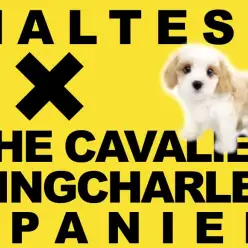 【 MIX 】エレガントでエアリー感たっぷりなキラキラ笑顔のキャバチーズちゃん！