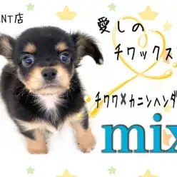 【 MIX 】チワワ？それともダックス？いいえ、ボクはチワックスです！