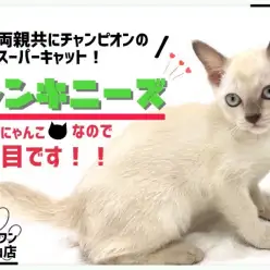 【 トンキニーズ 】両親共にチャンピオンの王子様