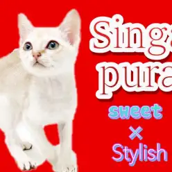 【 シンガプーラ 】一人暮らし勢必見!お家に早く帰りたくなっちゃう猫ちゃん登場!!