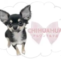 【 チワワ 】生後6か月で1.2kgの小さめプリンセス！超絶な甘えん坊チワワ！