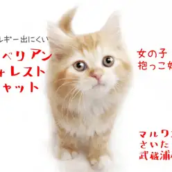 【 サイベリアン 】甘え上手な性格の女の子！抱っこが好きな子猫ちゃん！