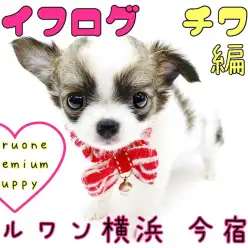 【 チワワ 】ライフログ〜最新情報をお届け！プレミアムチワワ編〜