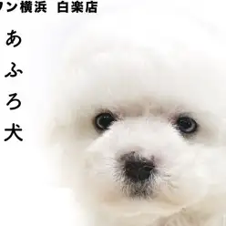 【 ビションフリーゼ 】真っ白のアフロが特徴！垂れ目がポイントのプレミアムDOG