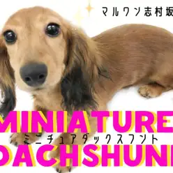 【 ミニチュアダックスフント 】胴長短足の愛されキャラ！究極の甘えん坊レディ！