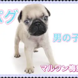 【 パグ 】生後3か月で2.2kgの小さめサイズ！簡単お手入れ講座！