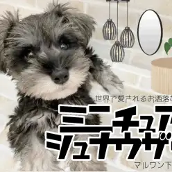 【 M・シュナウザー 】みつめられたら最後！最強ラブビームを放つお洒落わんこ！