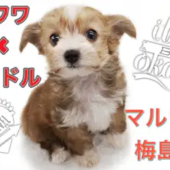 【 MIX・チワプー 】生後66日で540g！！東京イチ可愛いチワプーちゃん！