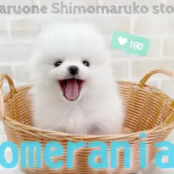 【 ポメラニアン 】お耳はどこ？かわいい爆毛クリームポメがやってきた！