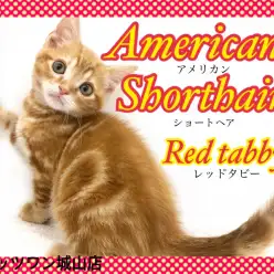 【 アメリカンショートヘア 】世界ので人気の縞模様の猫