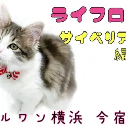 【 サイベリアン 】ライフログVOL4〜最新情報をお届け!〜生後5ヶ月の女の子編