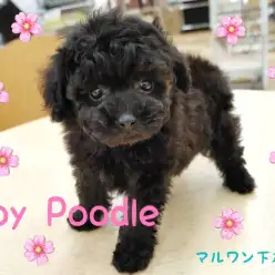 【 トイプードル 】まさにテディベア！！小さめ・童顔・レアカラーの子犬登場！