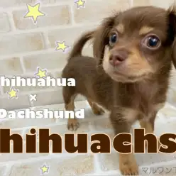 【 チワックス 】見た目も性格も反則レベルの可愛さ！ミックス界最強の子犬登場！！