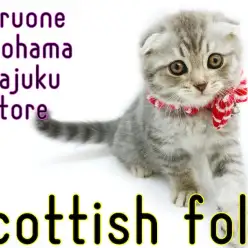 【 スコティッシュフォールド 】垂れ耳の丸顔ニャンコ！初心者必見の甘えん坊女子！