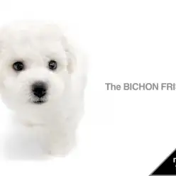 【 ビションフリーゼ 】一か月でver.2へと進化した「純白の天使」をご覧あれ!