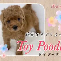 【 トイ・プードル 】アプリコットカラーのスタイリッシュな女の子