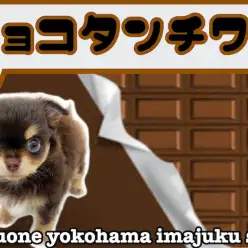 【 チワワ 】ライフログ〜最新情報をお届け！チョコタン・ドワーフ・小さめ男子編〜