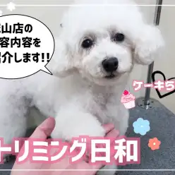 【 城山トリミング 】城山トリミング日和 特別編『ケーキちゃん』美容メニュー紹介