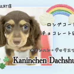 【 カニンヘンダックス 】大きな瞳とお耳、守ってあげたい系短足イケメン男子！