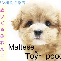 【 MIX 】マルチーズとトイプードルのハーフ犬！ぬいぐるみ系わんこはお好き？