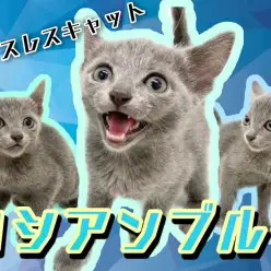 【 ロシアンブルー 】初心者にもオススメな小柄な甘えん坊！7/29最新情報公開！