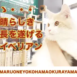 【 サイベリアン 】超絶イケメン!わんこと仲良くできる秀逸にゃんこ!