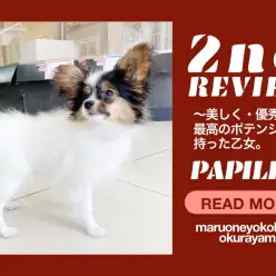 【 パピヨン・トライ 】生後4ヶ月を迎え優秀なポテンシャルを放つ乙女!