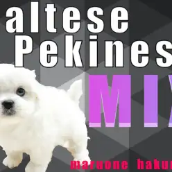 【 MIX 】マルチーズとペキニーズのハーフ！少ない抜け毛と丸い体型がポイント！