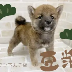 【 豆柴 】つぶらな瞳で優しい顔立ち！むっちりボディの豆柴くんが登場！