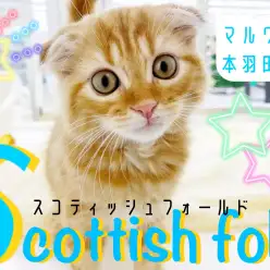 【 スコティッシュフォールド 】激かわ垂れ耳！人懐っこさ抜群の癒しの天使登場！