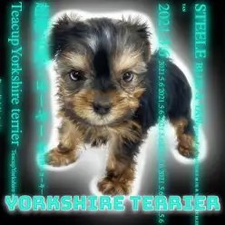 【 ヨークシャーテリア 】動く宝石ティーカップサイズのちんまり麦わら娘！