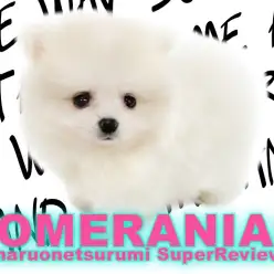 【 ポメラニアン 】生後60日で驚異の465g!白たぬきポメ登場!