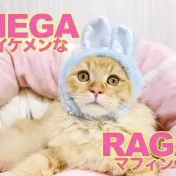 【 ラガマフィン 】最強フレンドリーに成長!何をされてもオッケーニャンだBOY!