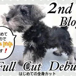 【 ミニチュアシュナウザー 】がんばれシュナウザーくん！はじめての全身カット