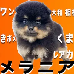 【 ポメラニアン 】レアカラーのブラック＆タン！くま顔？たぬき顔？の黒茶ポメくん