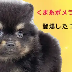 【 ポメラニアン 】レアカラーのブラックタン！小さめサイズのくまポメレビュー！