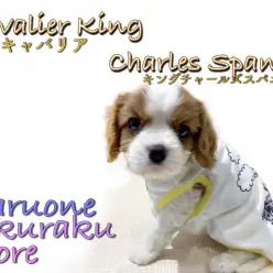 【 キャバリア・キングチャールズ・スパニエル 】癒し系筆頭！生活の送り方を紹介