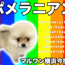 【 ポメラニアン 】ライフログ〜最新情報をお届け！生後2ヶ月のたぬきポメ編〜