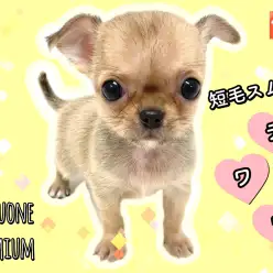 【 チワワ 】希少なスムースコート 可愛いスムチ登場！7/8最新情報