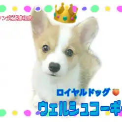 【 ウェルシュ・コーギー 】ロイヤルドッグ！プレミアムコーギーくんの秘密とは？！